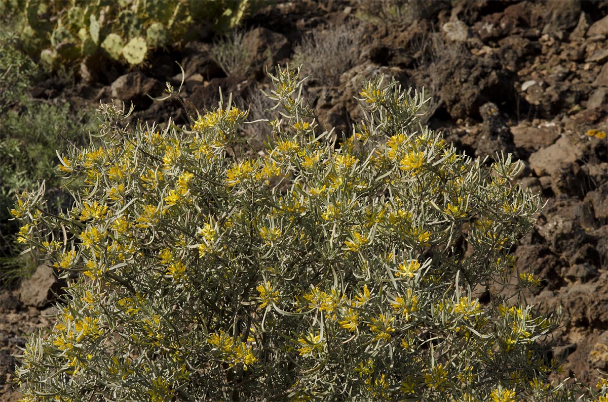 Neochamaelea pulverulenta